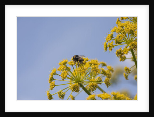 Bee on flower by Anonymous