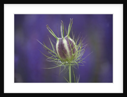Nigella seedhead by Anonymous