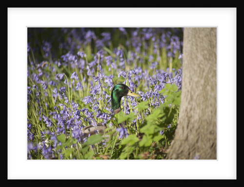 Duck in bluebells by Anonymous