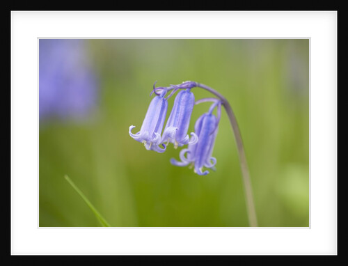 Bluebell by Anonymous