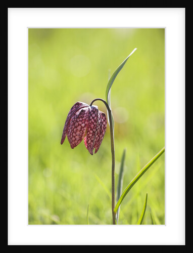 Snake's head fritillary by Anonymous