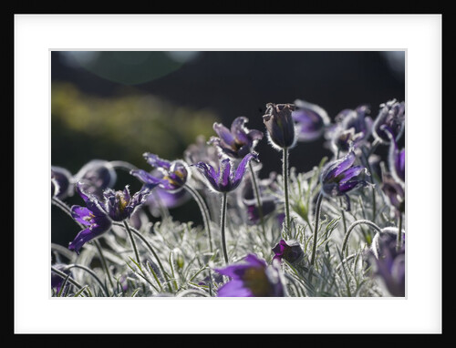 Backlit purple flowers by Anonymous