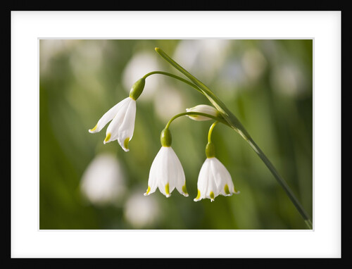 Three ,white, drooping flowers by Anonymous
