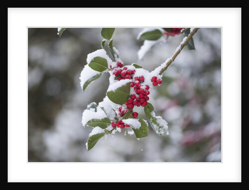 Red berries in the snow by Anonymous