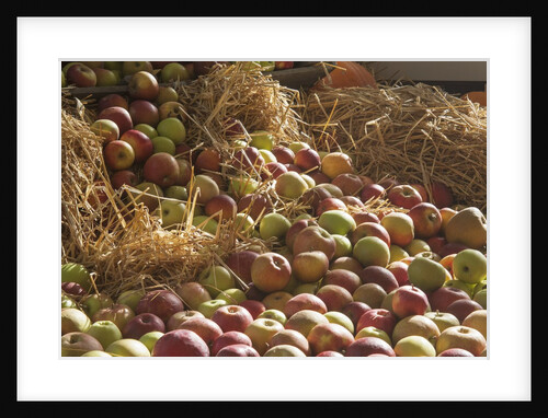 Apples in straw by Anonymous