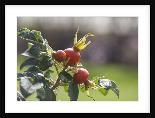 Rosehips by Anonymous