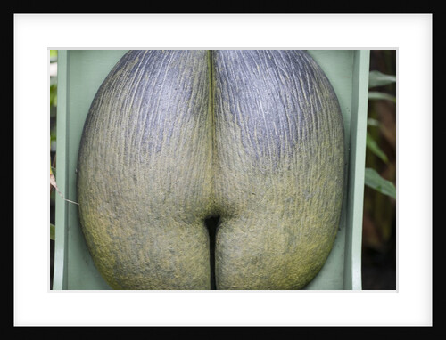 Coco de mare nut by Anonymous