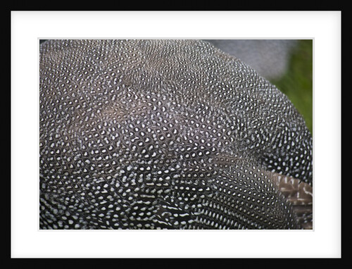 Guinea foul feathers by Anonymous