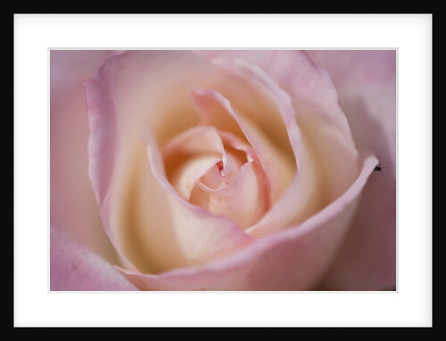 Pink rose by Anonymous