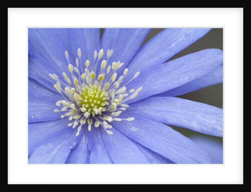Blue daisy by Anonymous