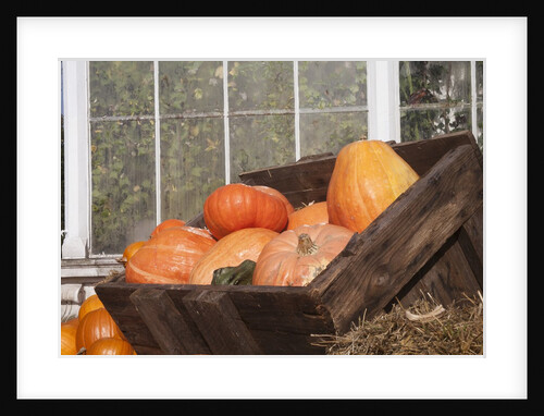 Pumpkins in a box by Anonymous