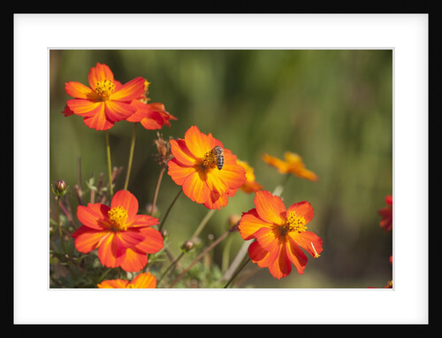Orange flowers by Anonymous