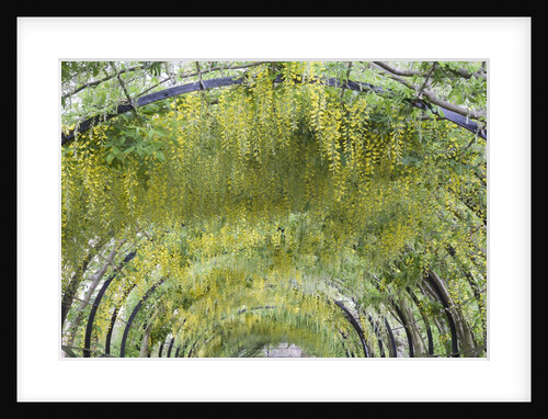 Laburnham tunnel by Anonymous