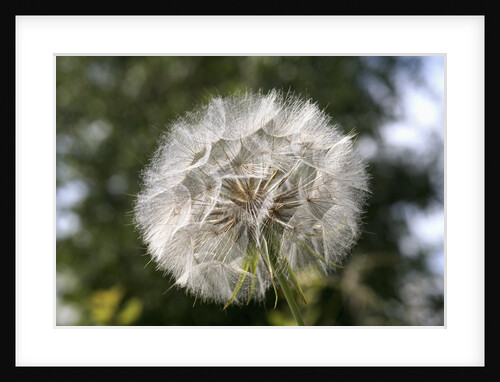 Seedhead by Anonymous