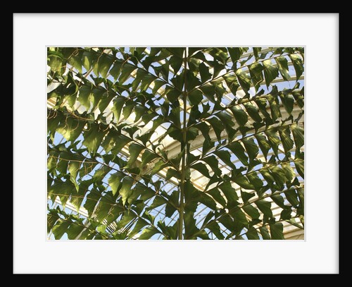 Palm leaf by Anonymous