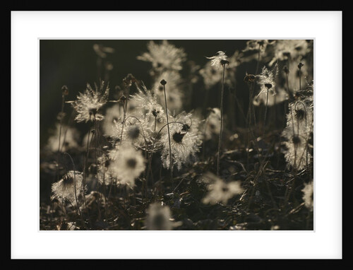 Backlit seedheads by Anonymous