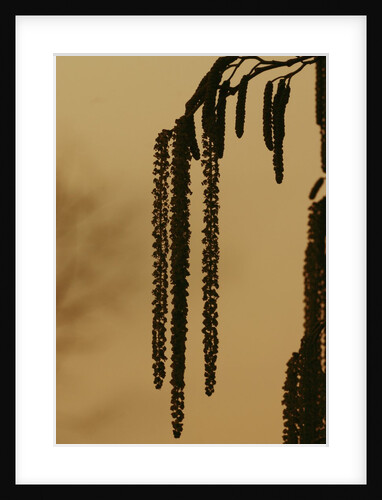 Droopy catkins by Anonymous