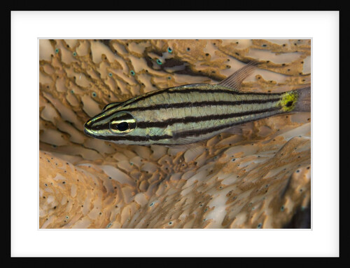 Cardinalfish hides in Tridacna clam. by Anonymous