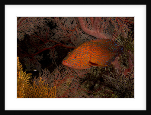 Coral grouper (Cephalopholis miniatus) by Anonymous