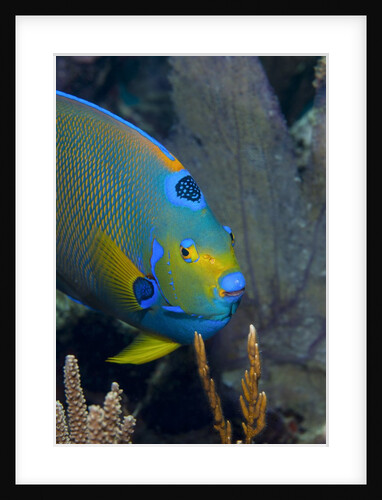 Queen angelfish (Holacanthus ciliaris) by Anonymous