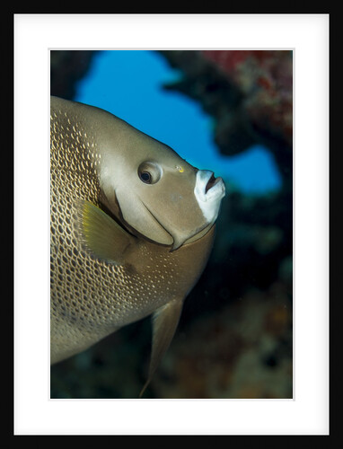 Gray angelfish (Pomacanthus arcuatus) by Anonymous