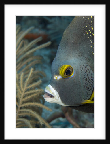 French angelfish (Pomacanthus paru). by Anonymous