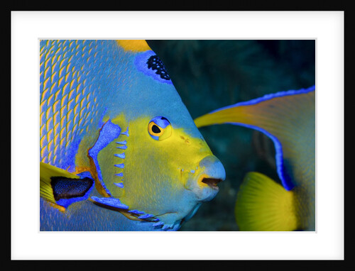 Queen angelfish (Holacanthus ciliaris) by Anonymous