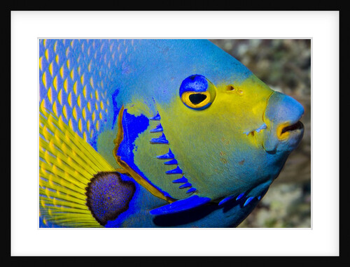Queen angelfish (Holacanthus ciliaris) by Anonymous