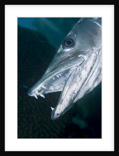 Great baracuda (Sphyraena barracuda) by Anonymous