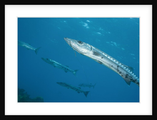 Great barracuda (Sphyraena barracuda) by Anonymous