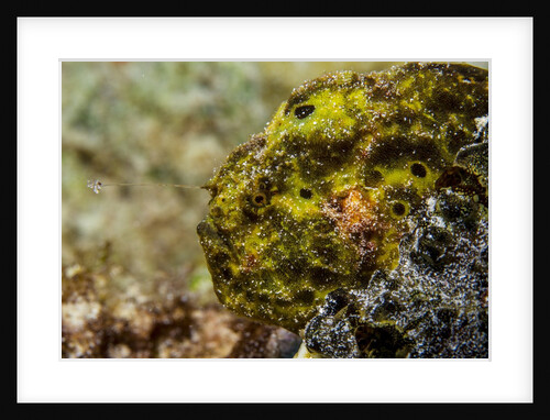Longlure frogfish (Antennarius multiocellatus) by Anonymous