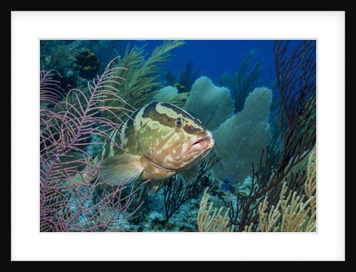 Nassau Grouper (Epinephelus striatus) by Anonymous