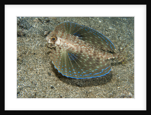 Flying gurnard (Dactylopterus volitans) by Anonymous