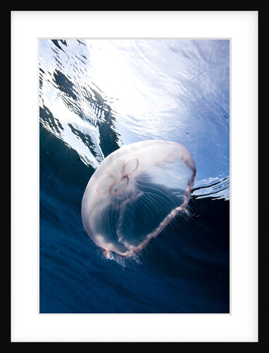 Moon jellyfish (Aurelia aurita). by Anonymous
