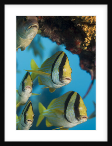 Porkfish (Anisotremus virginicus) by Anonymous