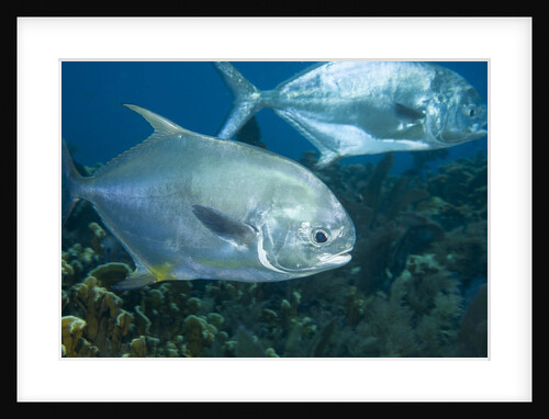 Permit (Trachinotus falcatus) by Anonymous