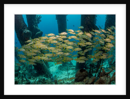 School of smallmouth grunt (Haemulon chrysargyreum). by Anonymous