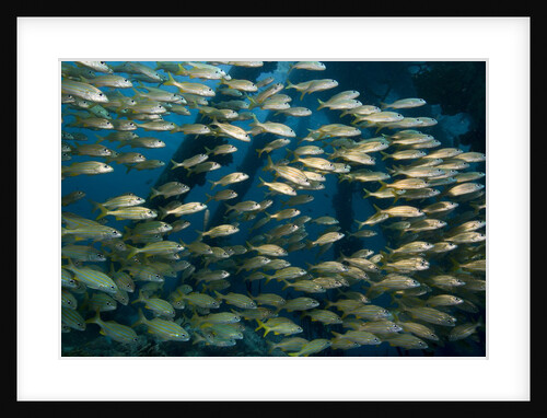 School of smallmouth grunt (Haemulon chrysargyreum). by Anonymous