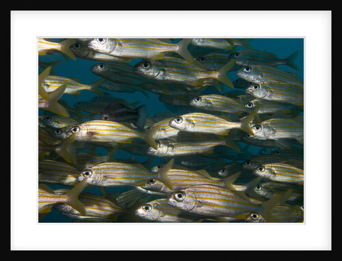 School of smallmouth grunt (Haemulon chrysargyreum). by Anonymous