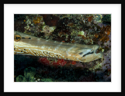 Face and mouth of Trumpetfish (Aulostomus maculatus) by Anonymous