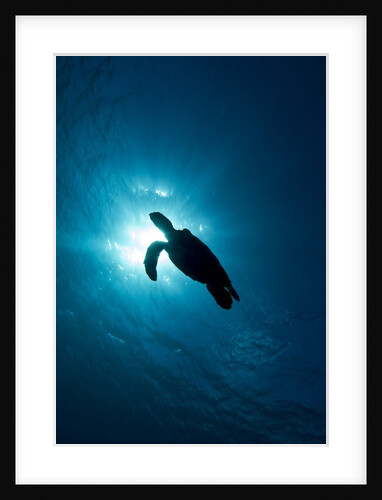Hawksbill turtle (Eretmochelys imbricata) by Anonymous