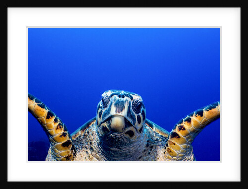 Green turtle (Chelonia mydas) by Anonymous