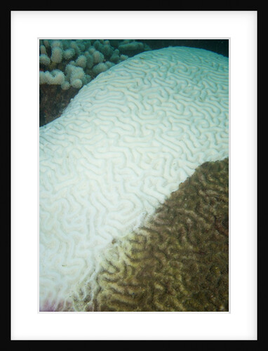 Coral disease by Anonymous