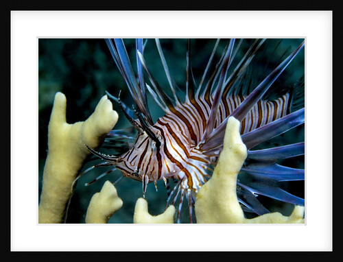 Pacific ocean species in Caribbean Sea by Anonymous