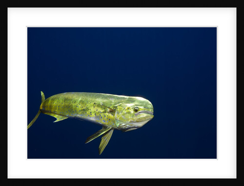 Bull Dolphin in open water by Anonymous