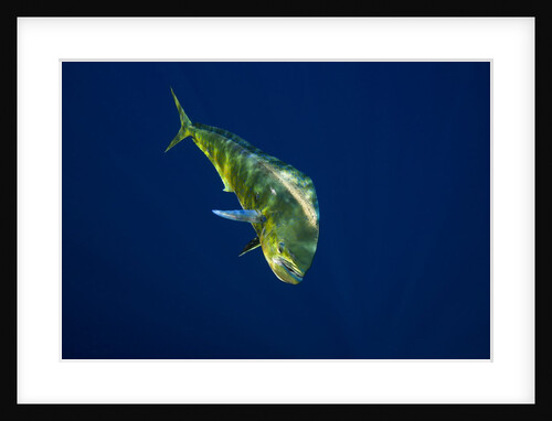 Female Dolphin in open water by Anonymous