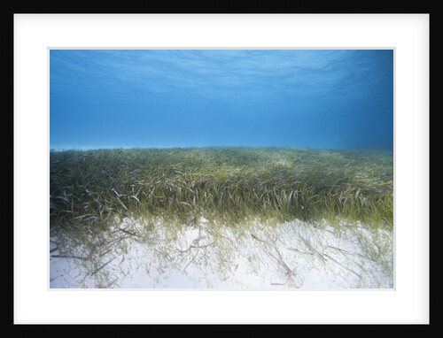 Seagrass beds by Anonymous