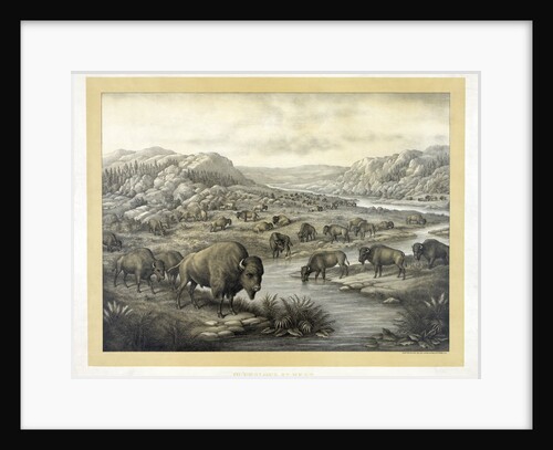 Buffalo at Rest by Louis Kurz