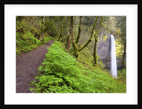 Spring Latourell Falls, Columbia River Gorge National Scenic Area, Oregon by Anonymous