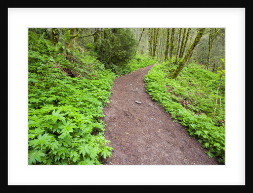 Spring along trail, Columbia River Gorge National Scenic Area, Oregon by Anonymous